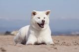 AKITA INU 144